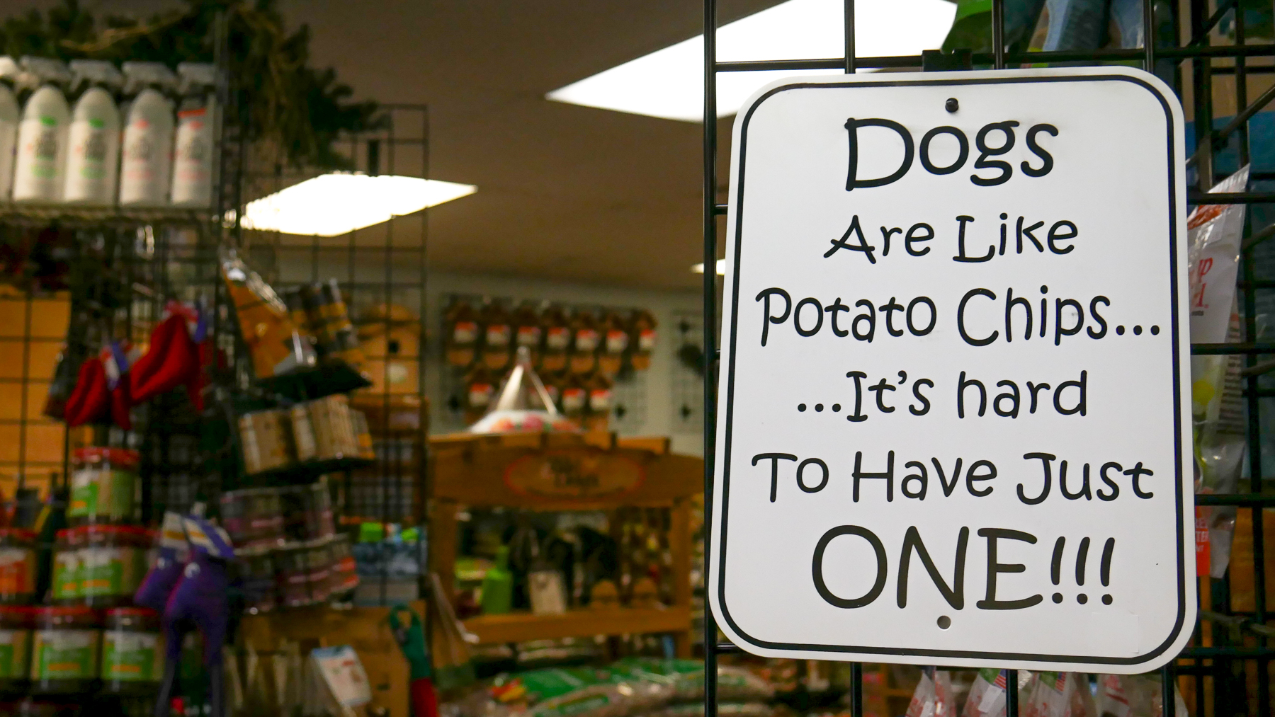 Gallery THE BIRD HOUSE